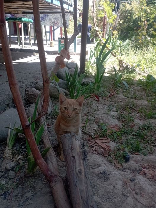 Отдам даром мальчика