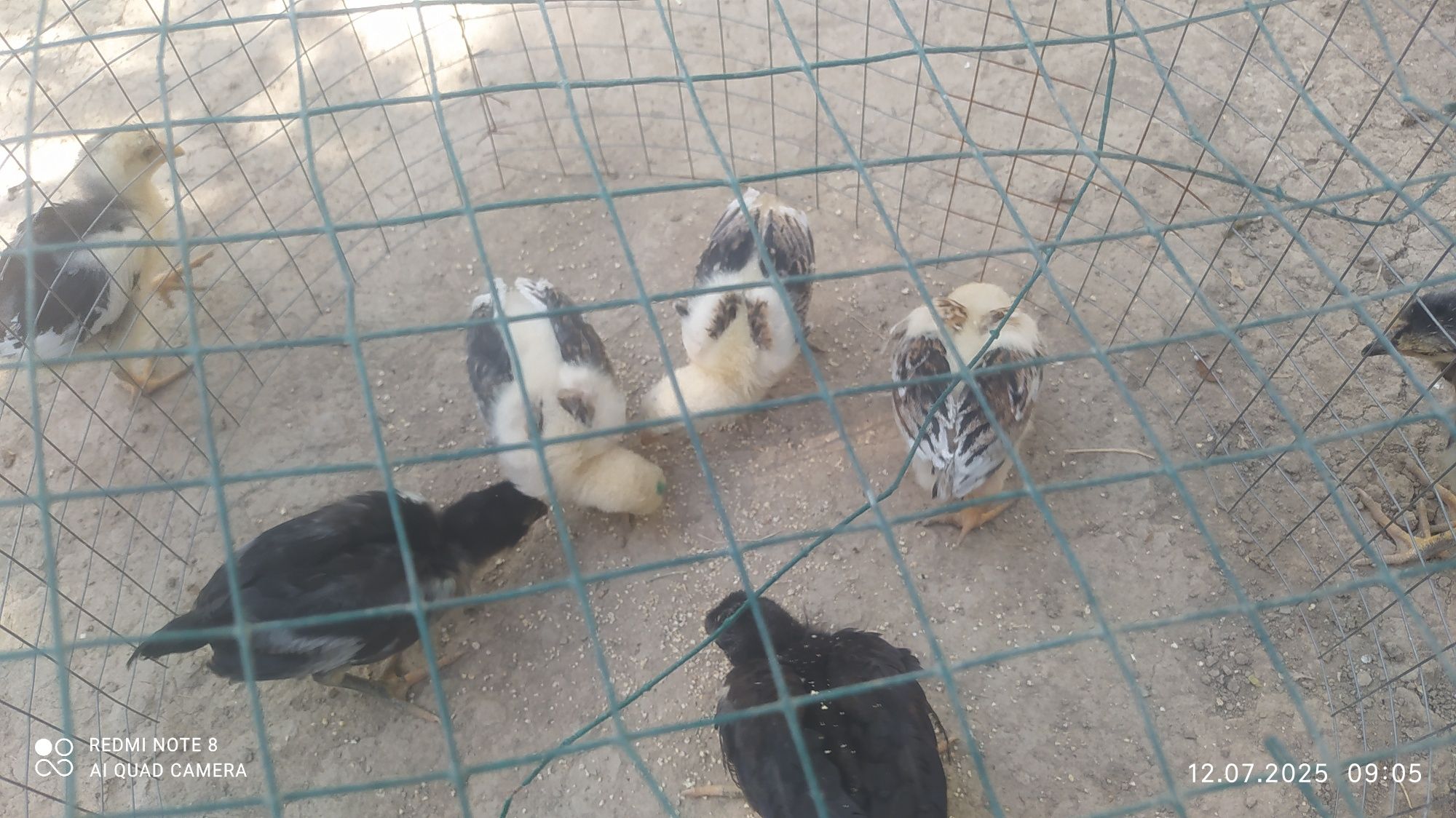 Dakan jujalar 1 oyli sotiladi
