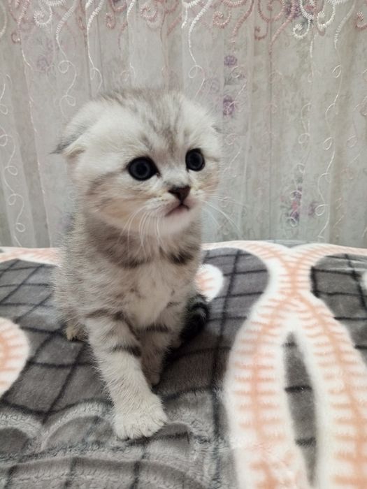 Продаются котята