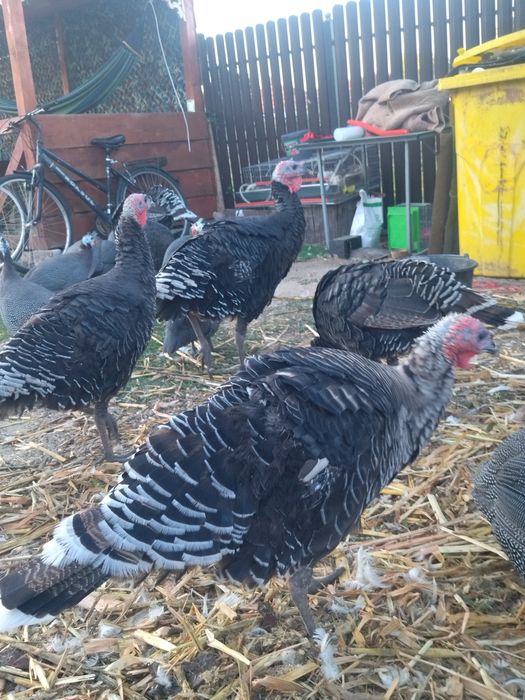 Vând curci de casă 7 luni.