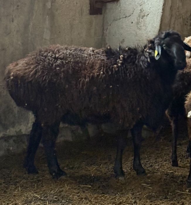 Кошкар Сатылады 3 жасар, Еділбай тұқымды, Ақмола обл.Биржан ауд.Енбек