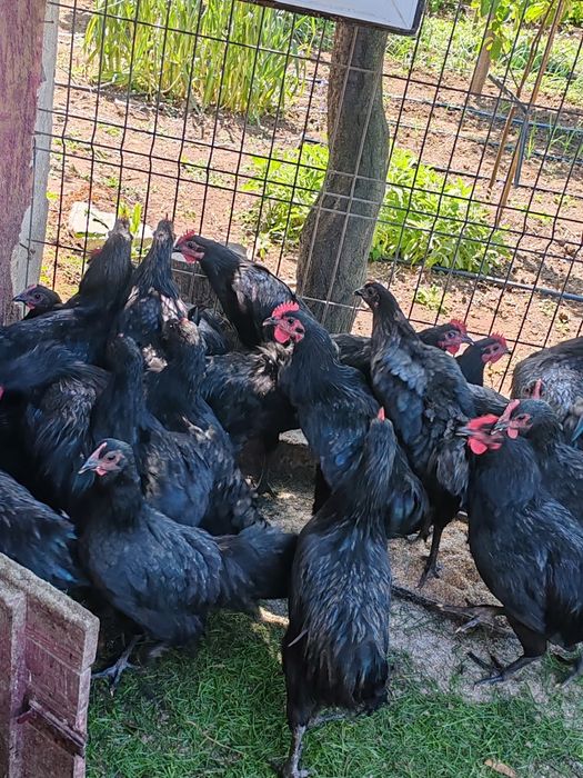 Vând cocosi rasa australorp