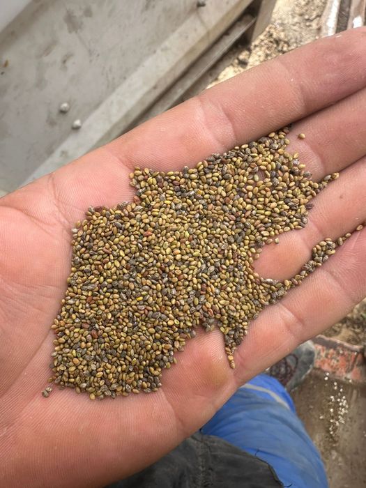 Семена донника жёлтого и белого очищенные в мешках