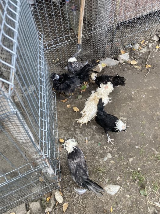 Vand gaini motate olandeze