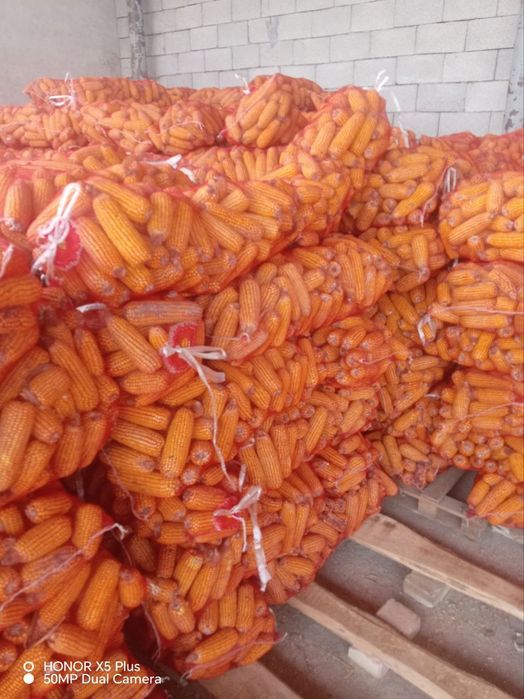 Makka soʻtasi bilan sotiladi.kuzgi.