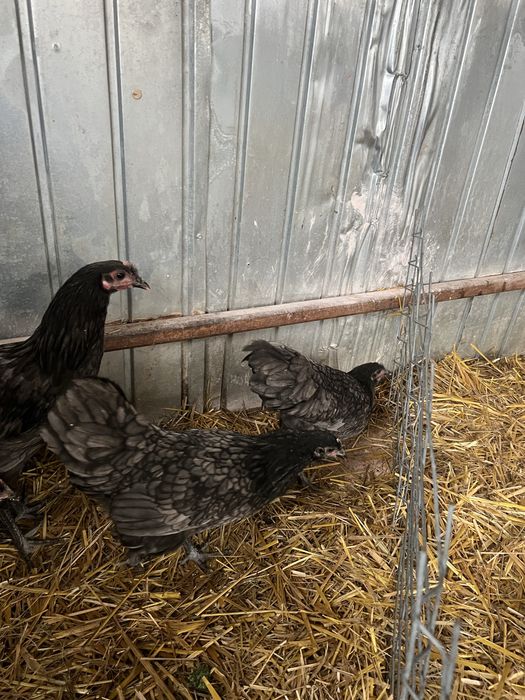 Familie de australorp albastru