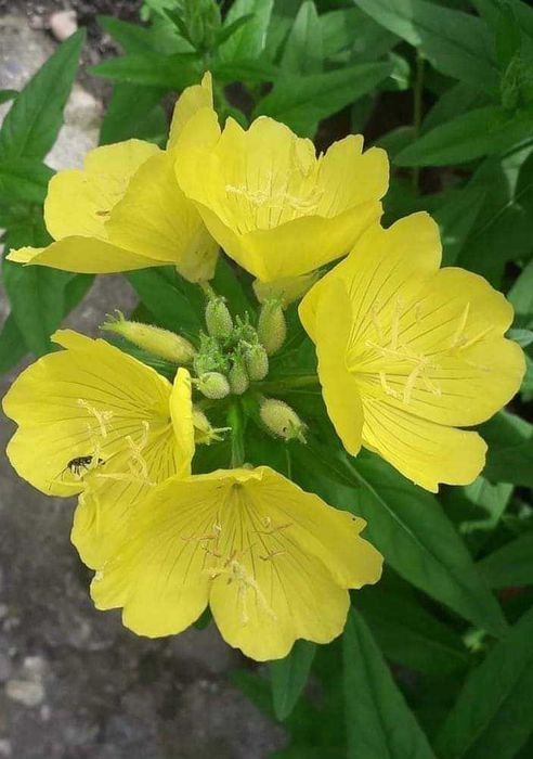 Български многогодишни цветя, 1лв брой