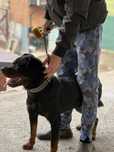 Donez Rottweiler 2 ani