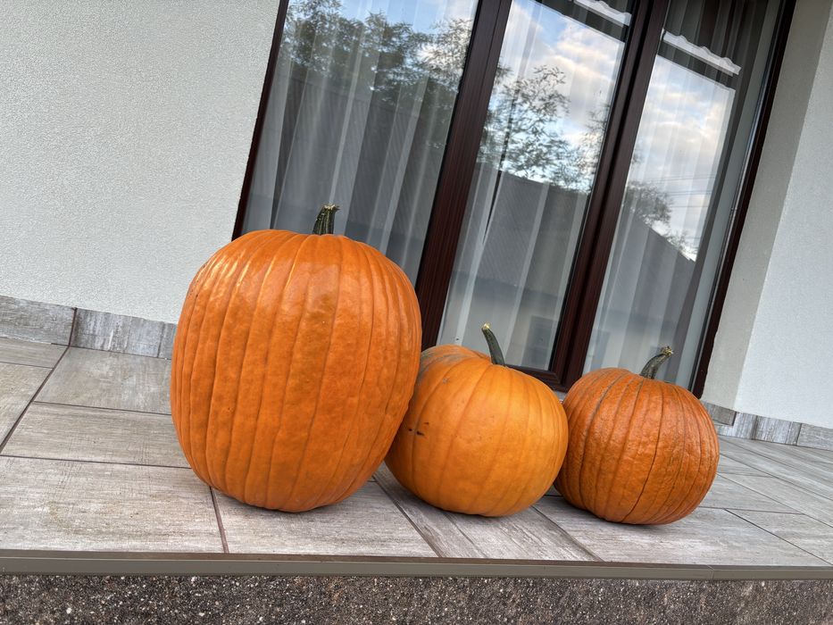 Bostani decorativi Toamna/Halloween