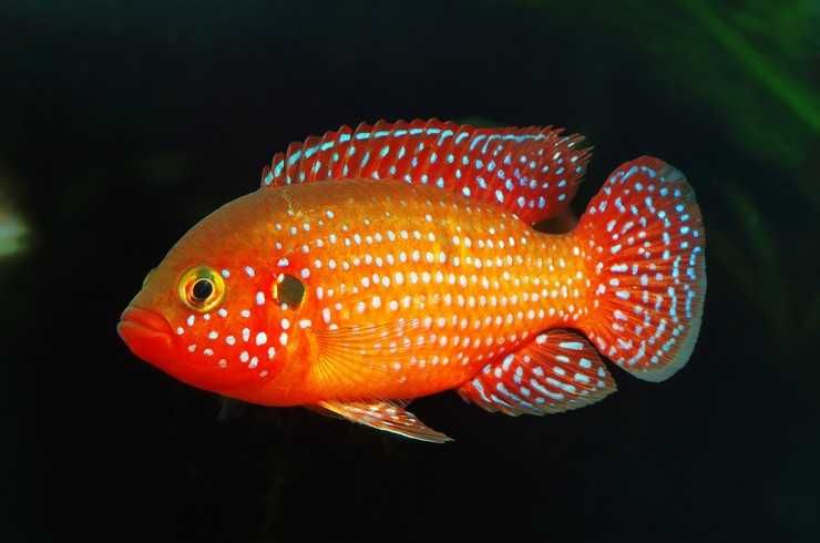 Хромис-красавец – алая драгоценность
