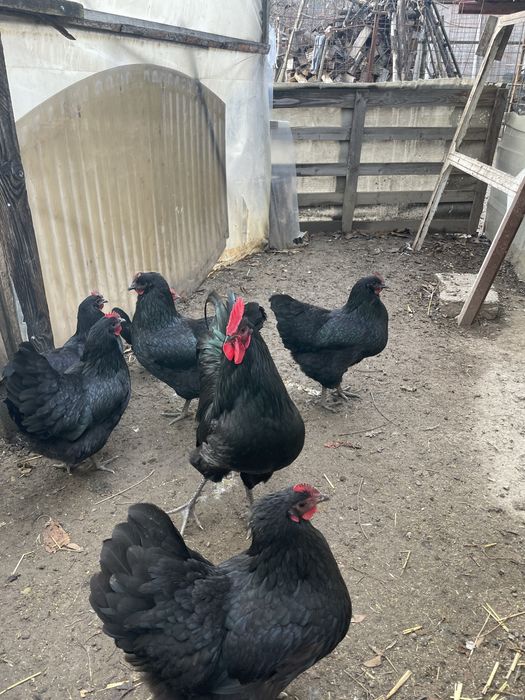 Vand ratoi rasa muta,familii si oua Sussex,Plymouth alb,Australorp.