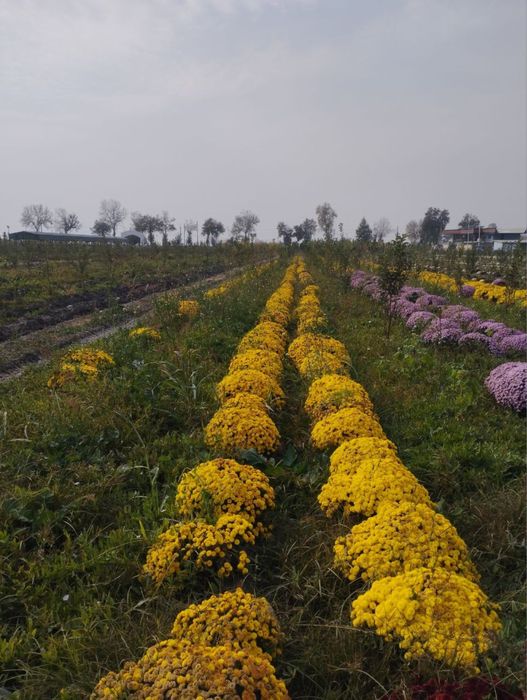 Xrizantema globus. Gullar.