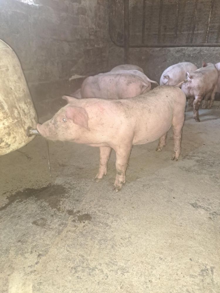Продавам прасета