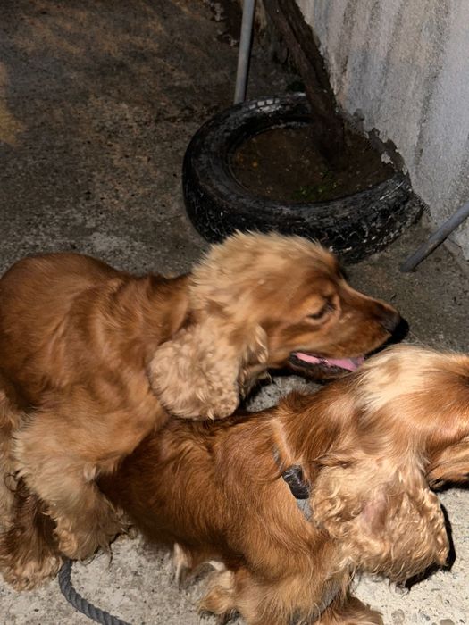 2 малки мъжки кокерчета