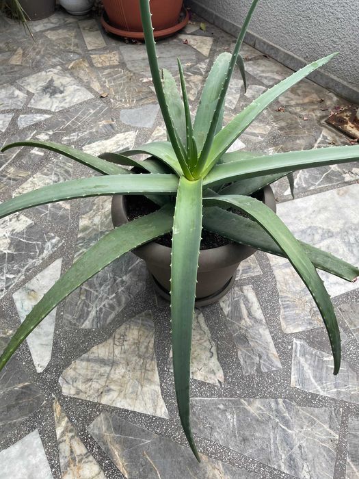 Двугодишно растение алое вера