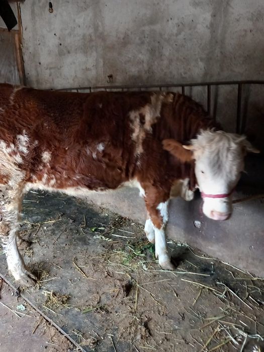 Vitica Zimaltan de 600kg