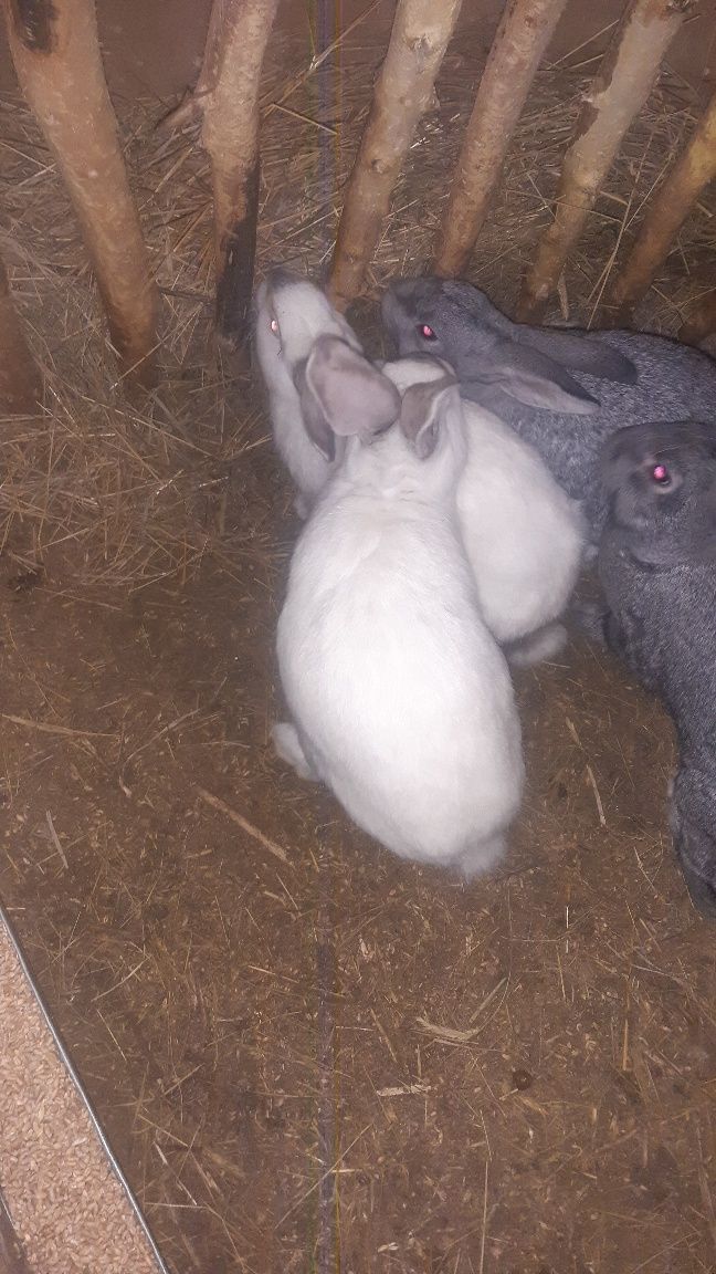 Молодые кролики (самцы)5,6,7 месяцев