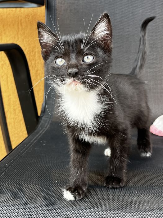 donez pui de pisica motan