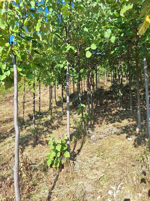 Mesteacăn, pin, tei de floare, stejar roșu,frasin