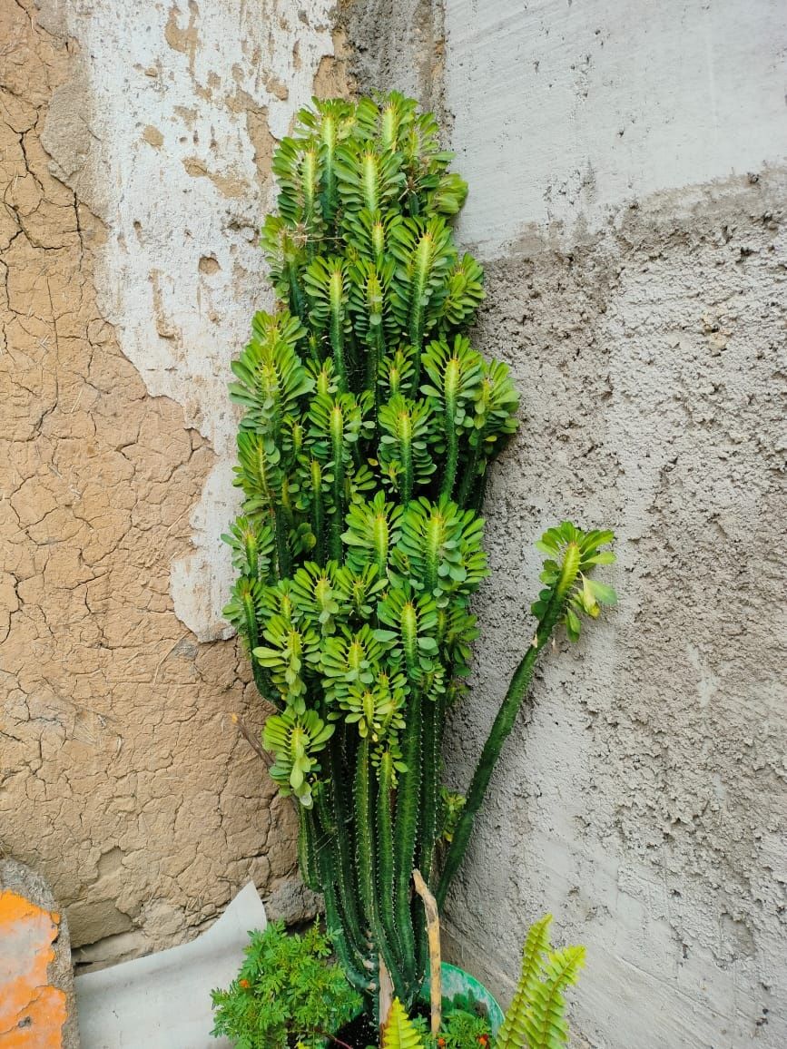 Кактус, большой 160 см