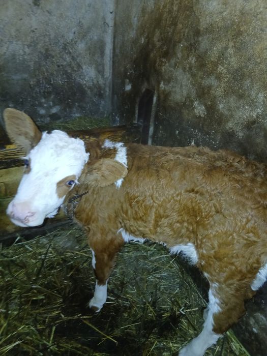 Vând vacă cu vițea