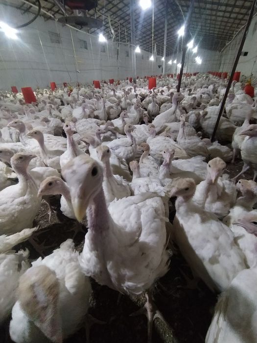 Big 6 kurka joʻjalariga zakaz olamiz