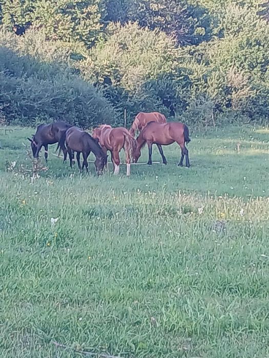 Vând sau schimb cu alte animale