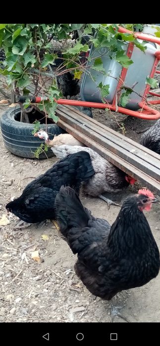 Cocoși Australop!!!