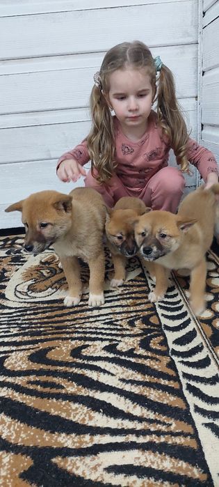 Шиба Ину Shiba inu