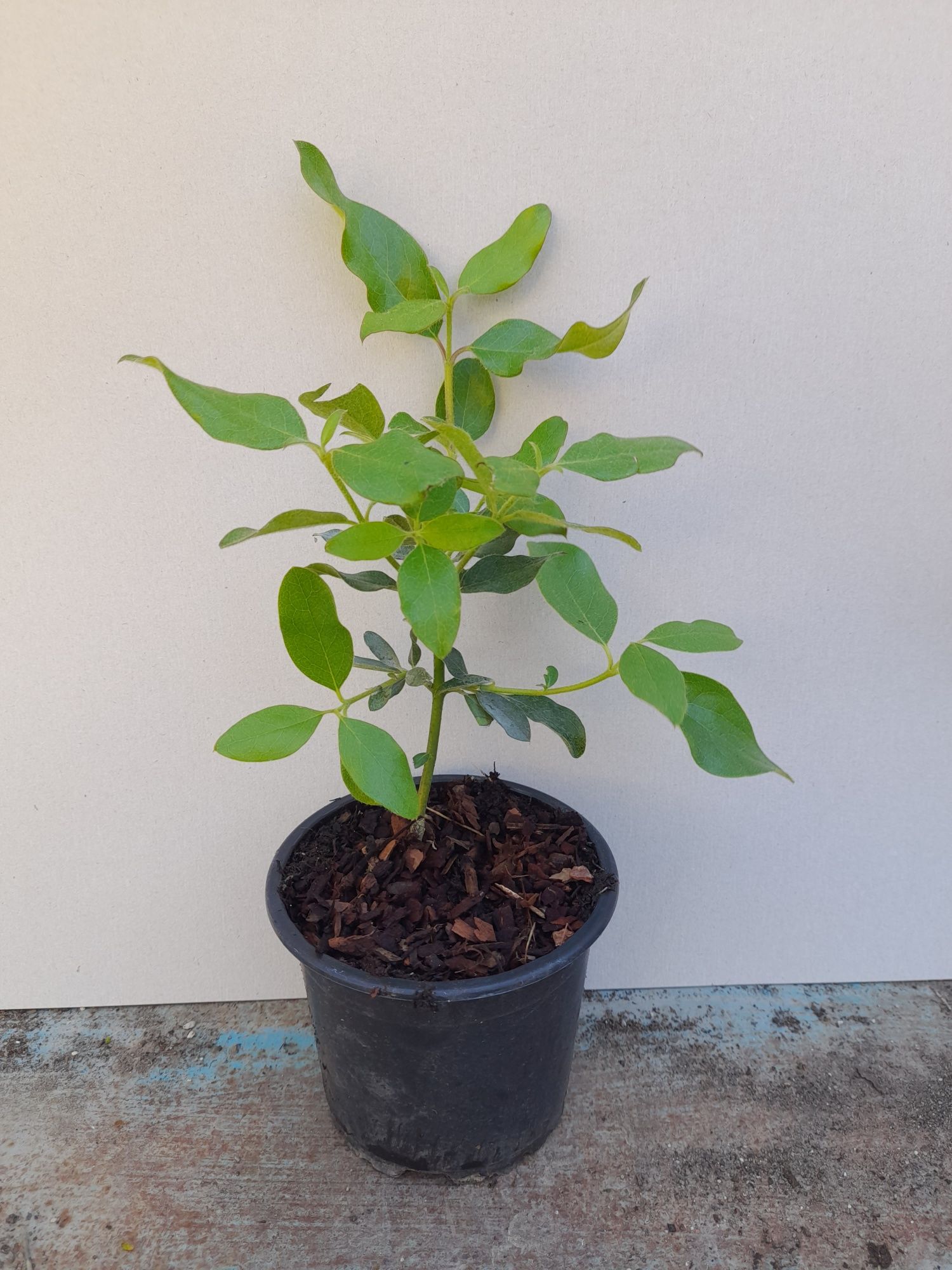 Гария (garrya thuretii)