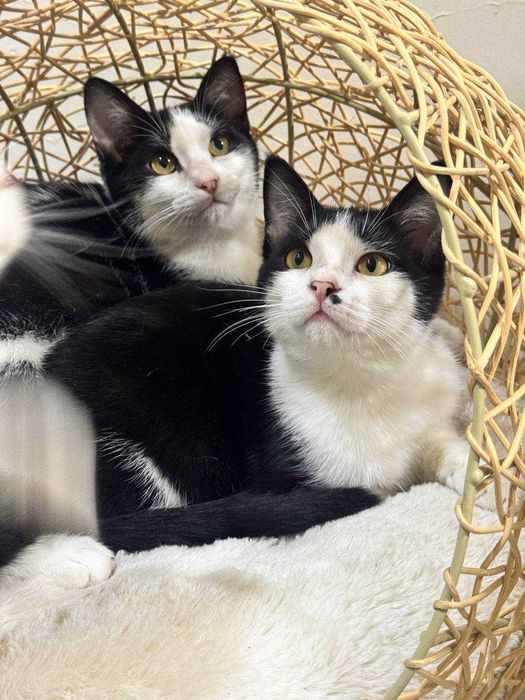 Котята мальчики бесплатно