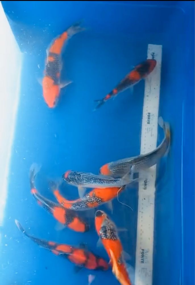Crapi koi jumbo premium de vanzare