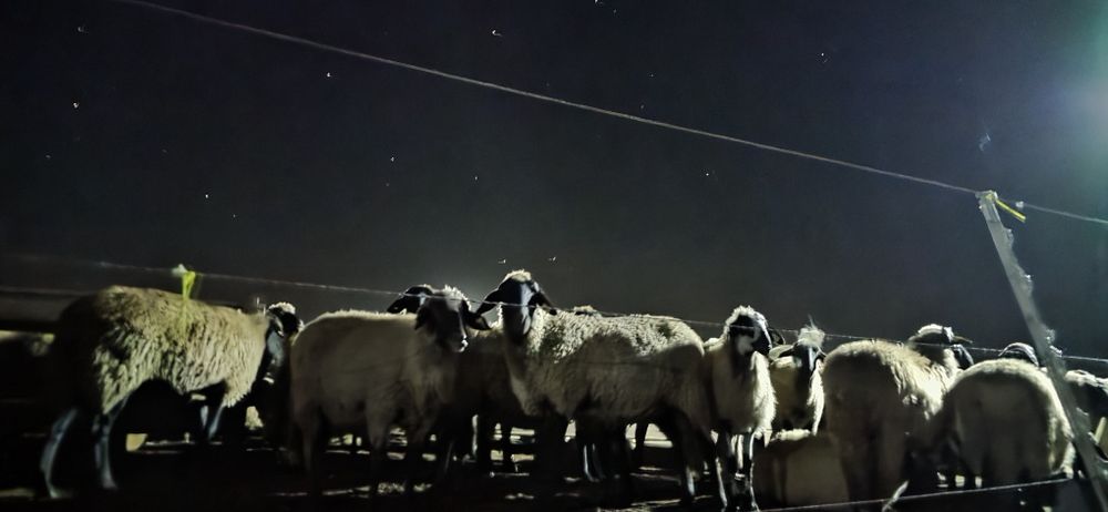 Vand oi cap negru (tigaie) pe ales