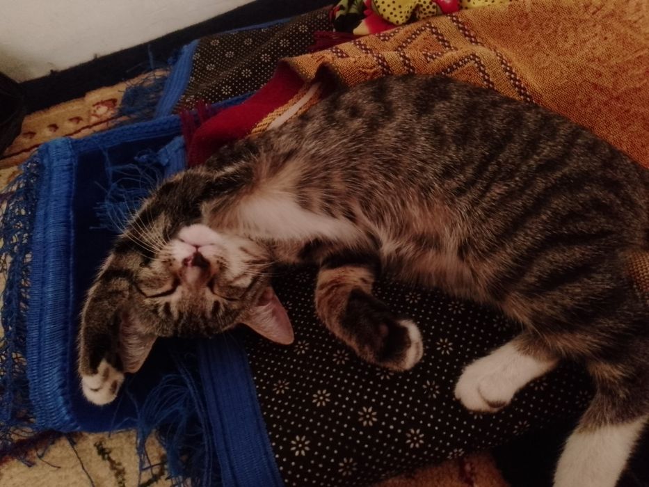 Кошечки маленькие