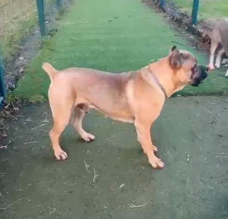 Mascul Cane Corso Formentino cu pedigree FCI, 1 an, dresat