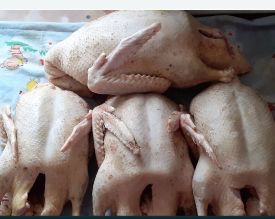 Продам мясо домашней утки