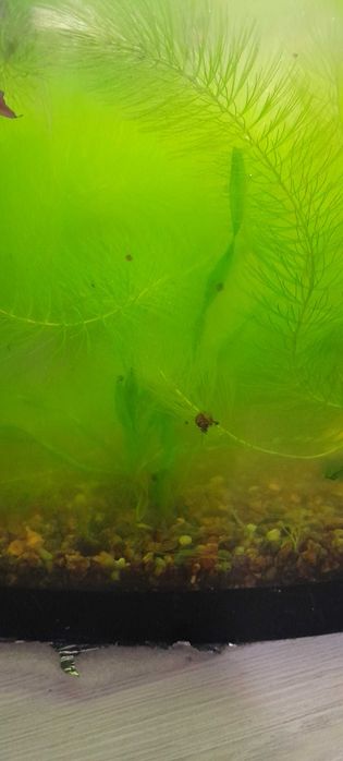 Акварумный водоросли и улитки