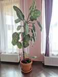 Vand ficus Benjamina de 2m
