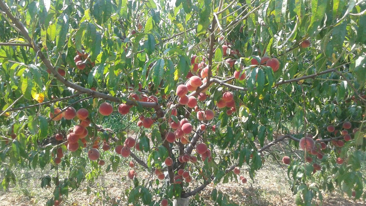 Pomi Fructiferi  Stravechi Glia Stramoseasca(Piersic )
