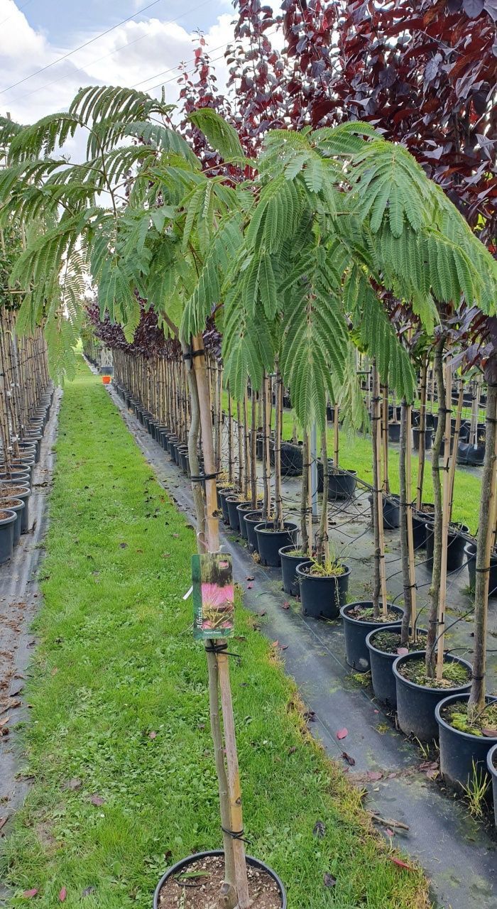 Vindem glicina altoiți la ghiveci și arbori de mătase la ghiveci