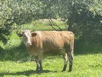 Vand vaca baltata romaneasca