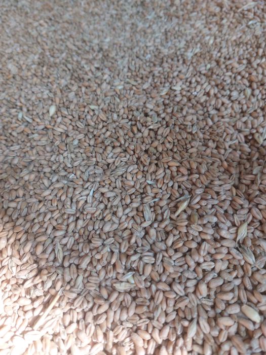 Porumb și grâu 2025