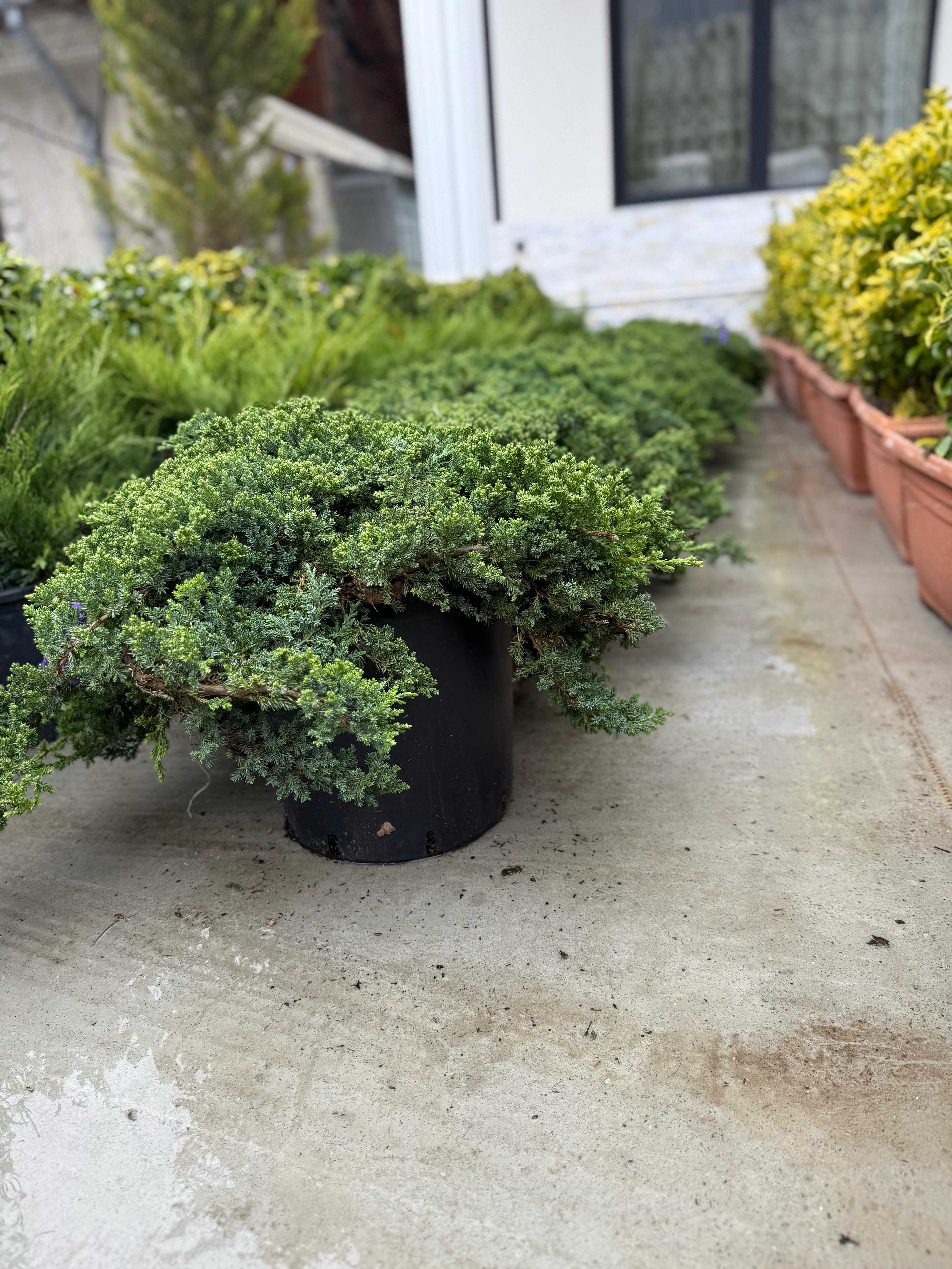Amenajări grădini – Plante de calitate și piatră naturală!