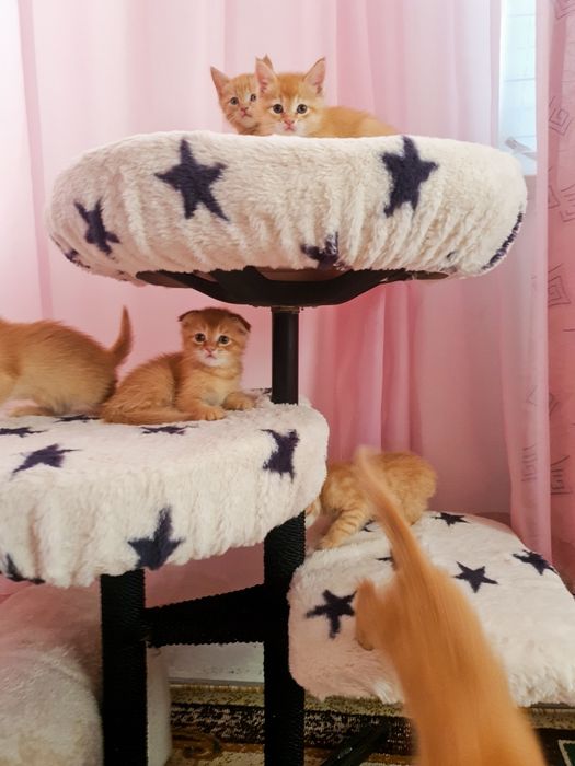 Скотиш фолд и страйд
