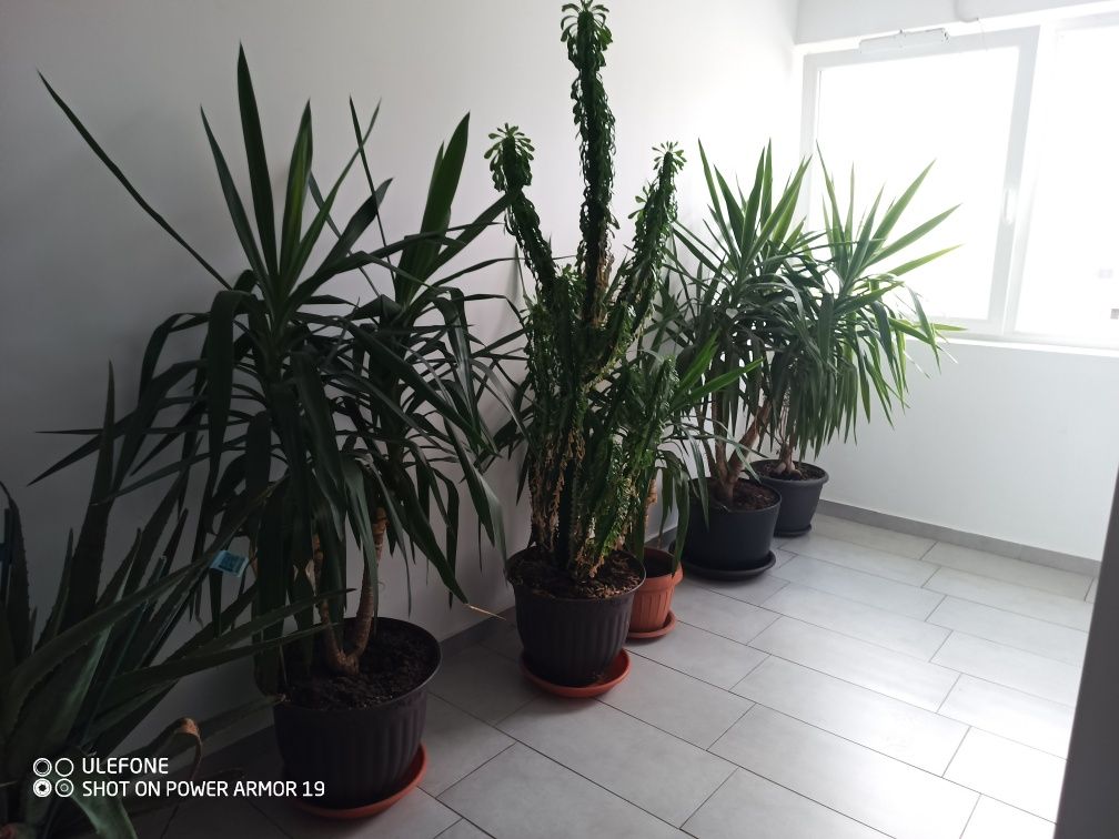 Plante ornamentale yucca și cactus