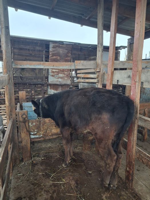 Бычоктар сатылады