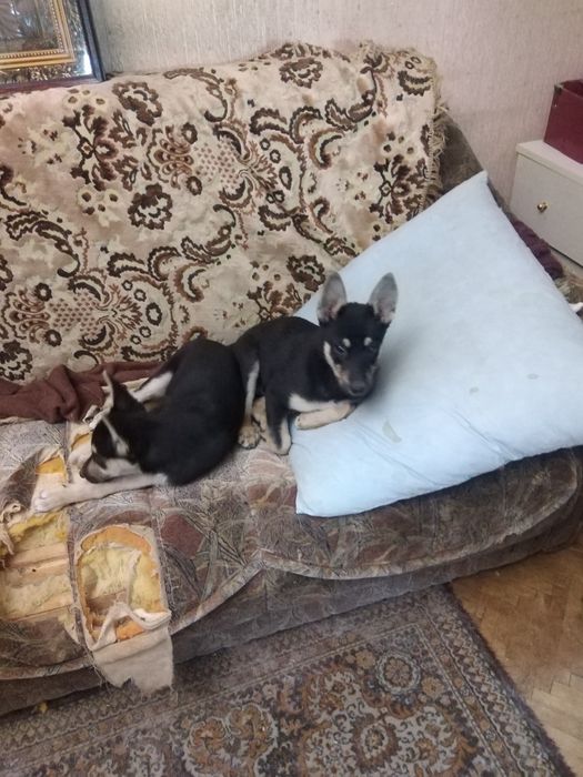 Отдам бесплатно щенят