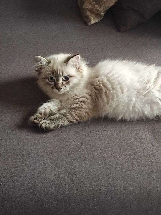 Котёнок девочка.