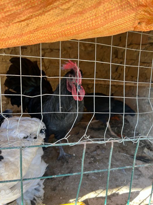 tovu brama uheyil  jojala