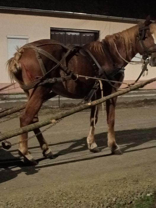 Vând iapa de 6 ani garantat la orice